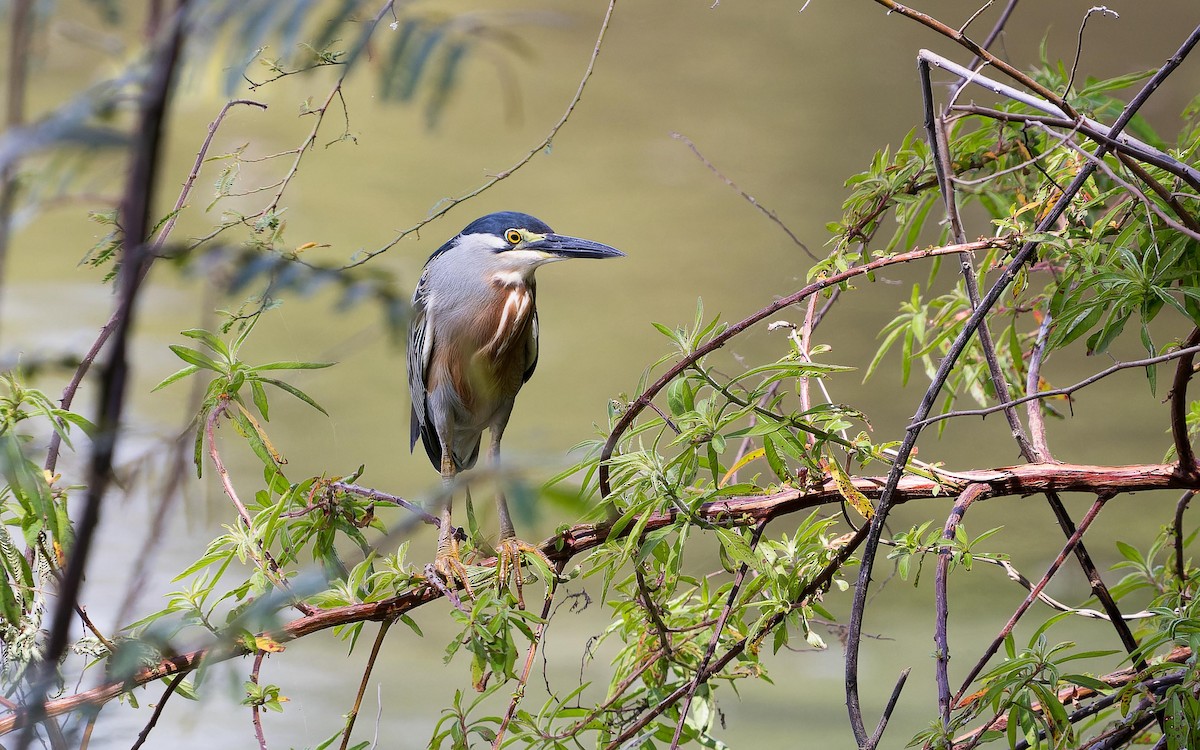 Striated Heron - ML620642555