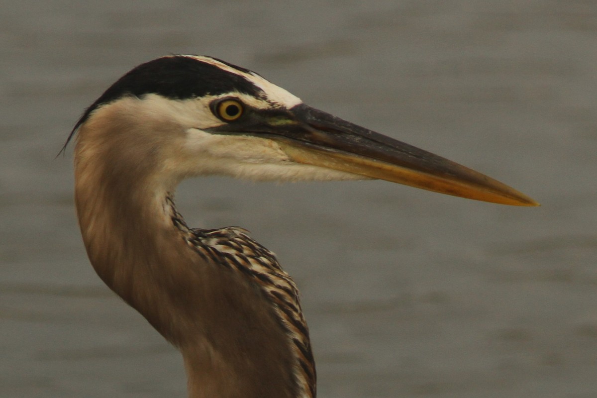 Great Blue Heron - ML620642556