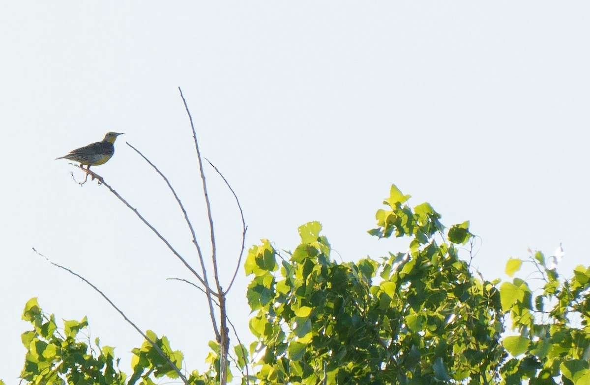 Western Meadowlark - ML620642557