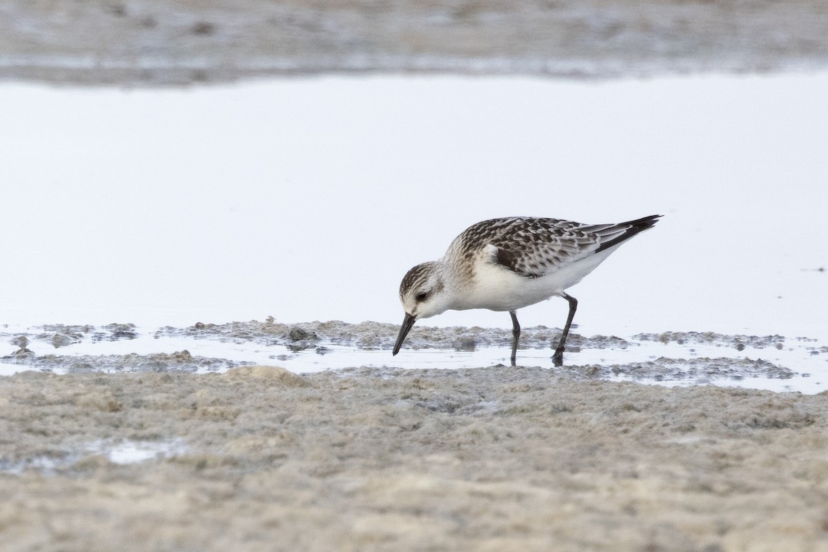 Sanderling - ML620642558