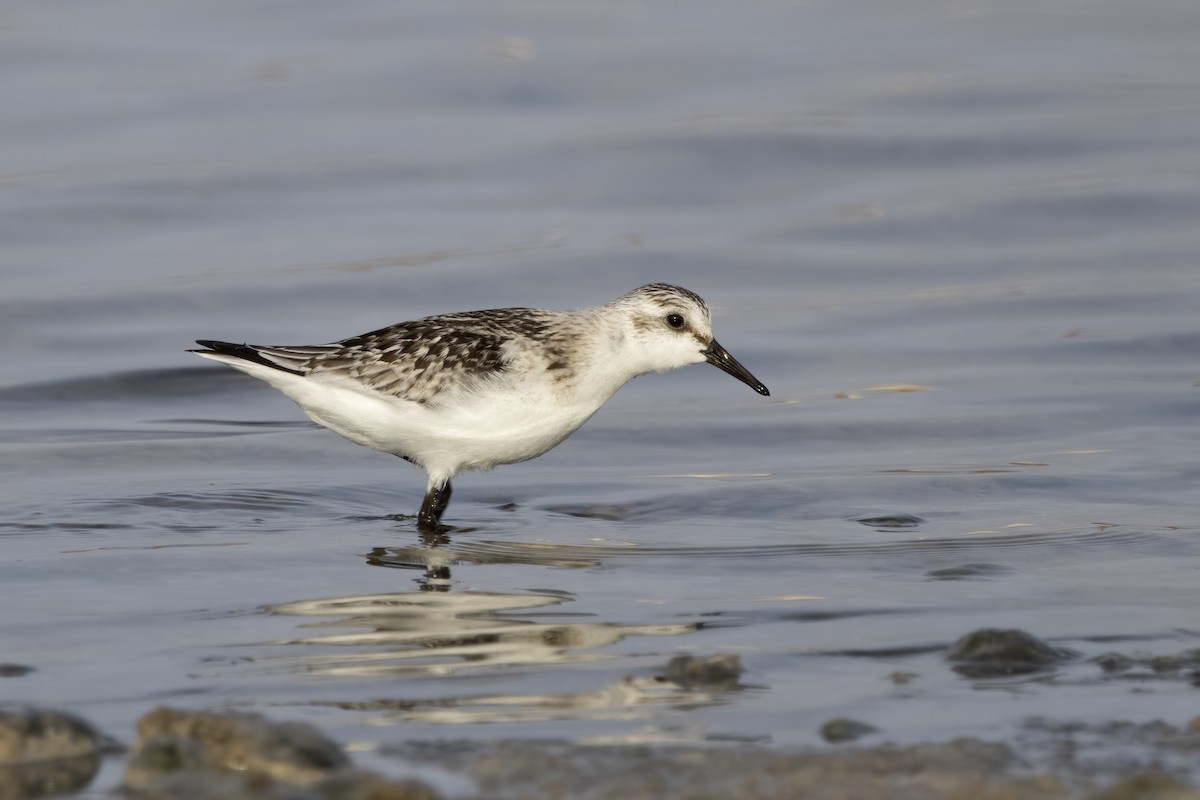 Sanderling - ML620642561