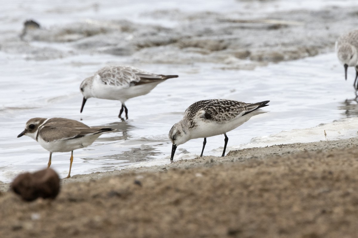 Sanderling - ML620642563