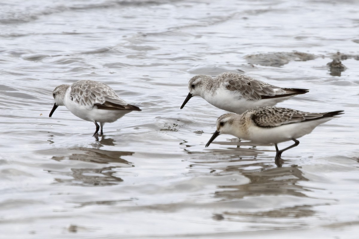 Sanderling - ML620642564