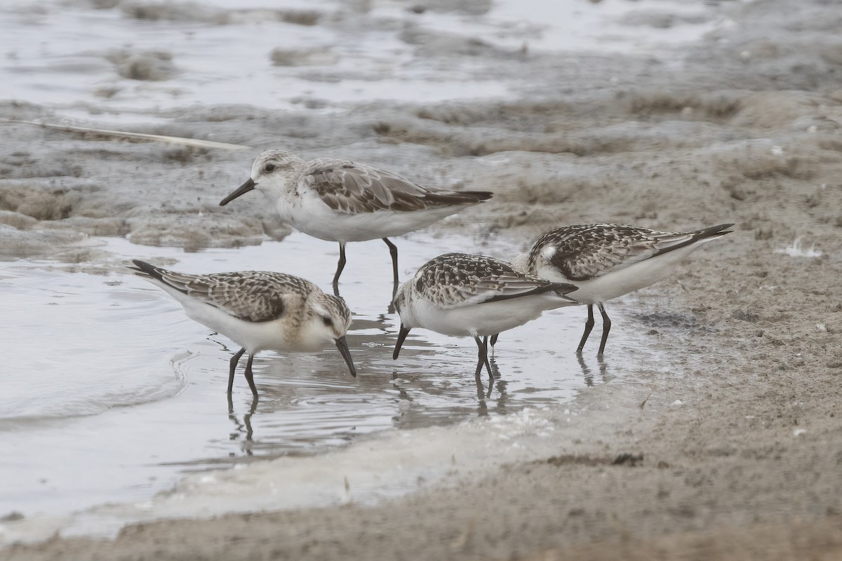 Bécasseau sanderling - ML620642566