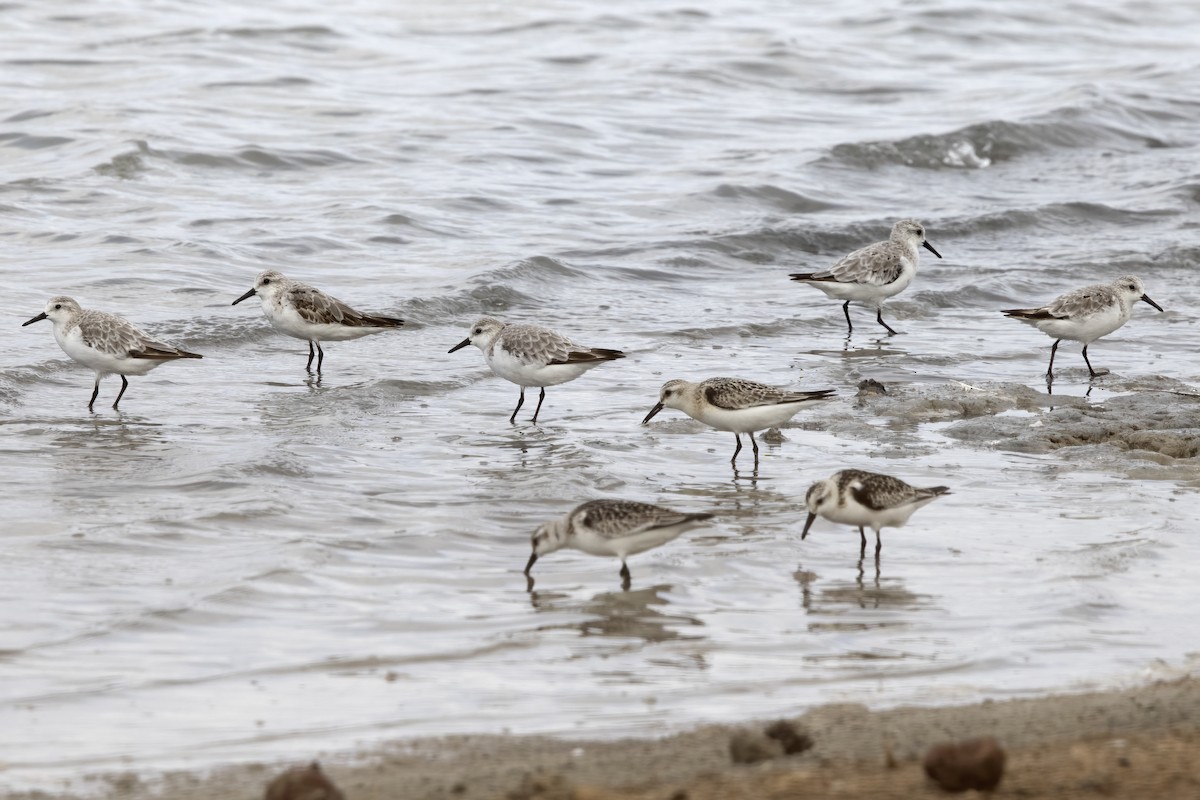 Sanderling - ML620642567