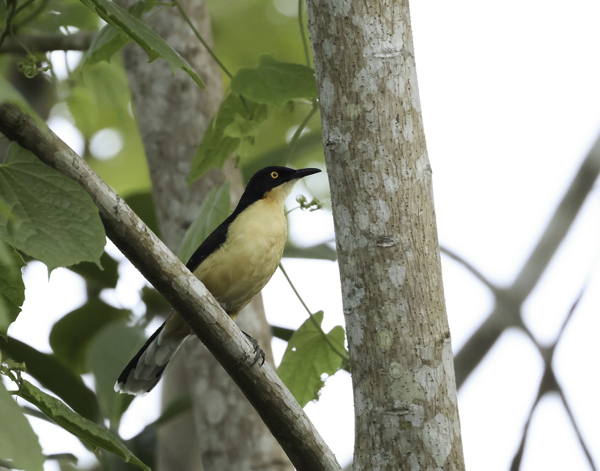 Black-capped Donacobius - ML620642568