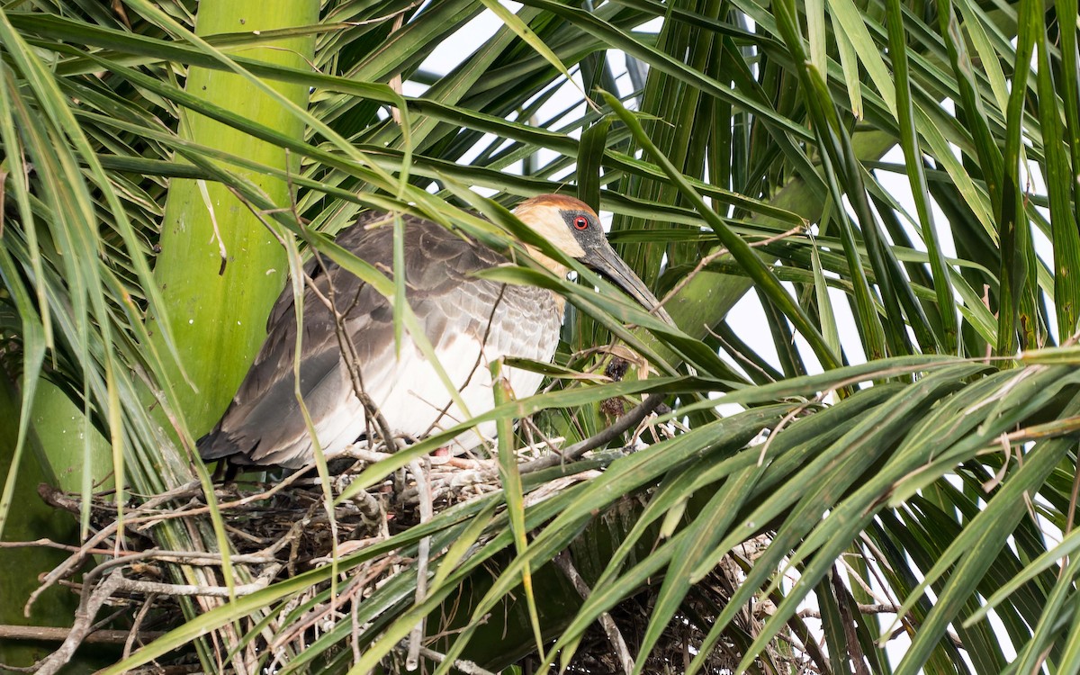 Buff-necked Ibis - ML620642570