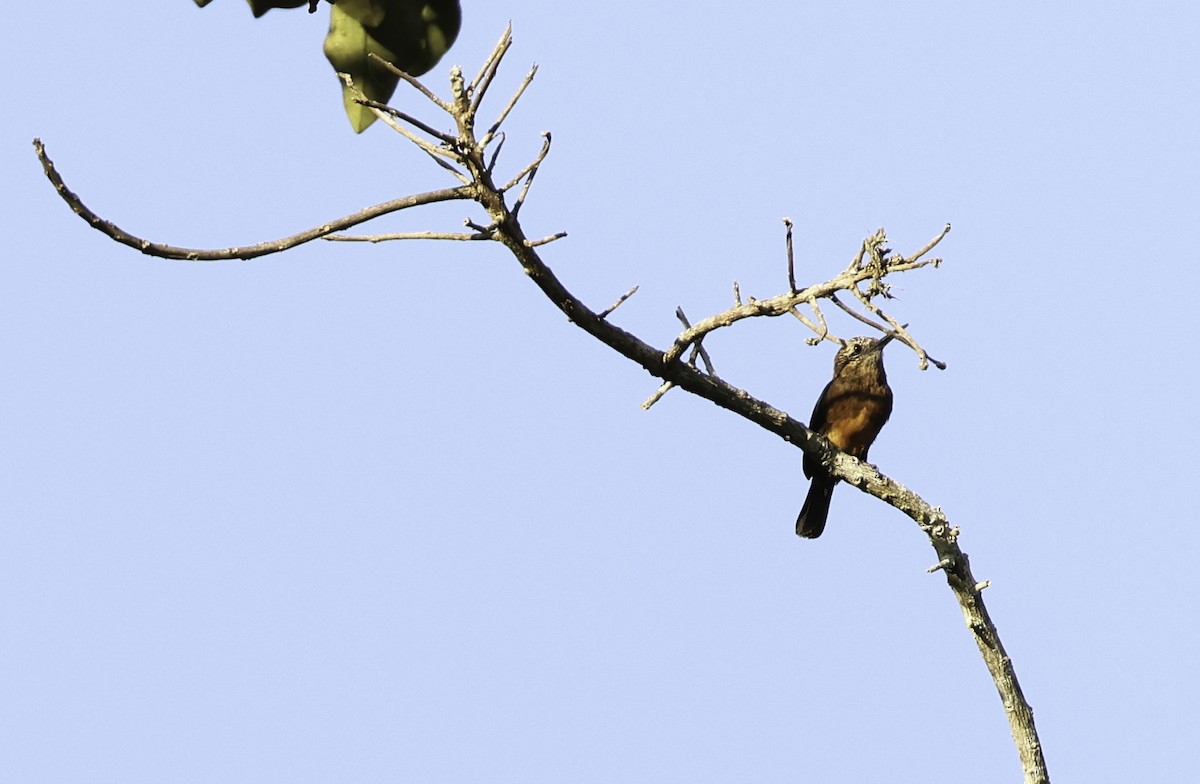 Brown Jacamar - ML620642571