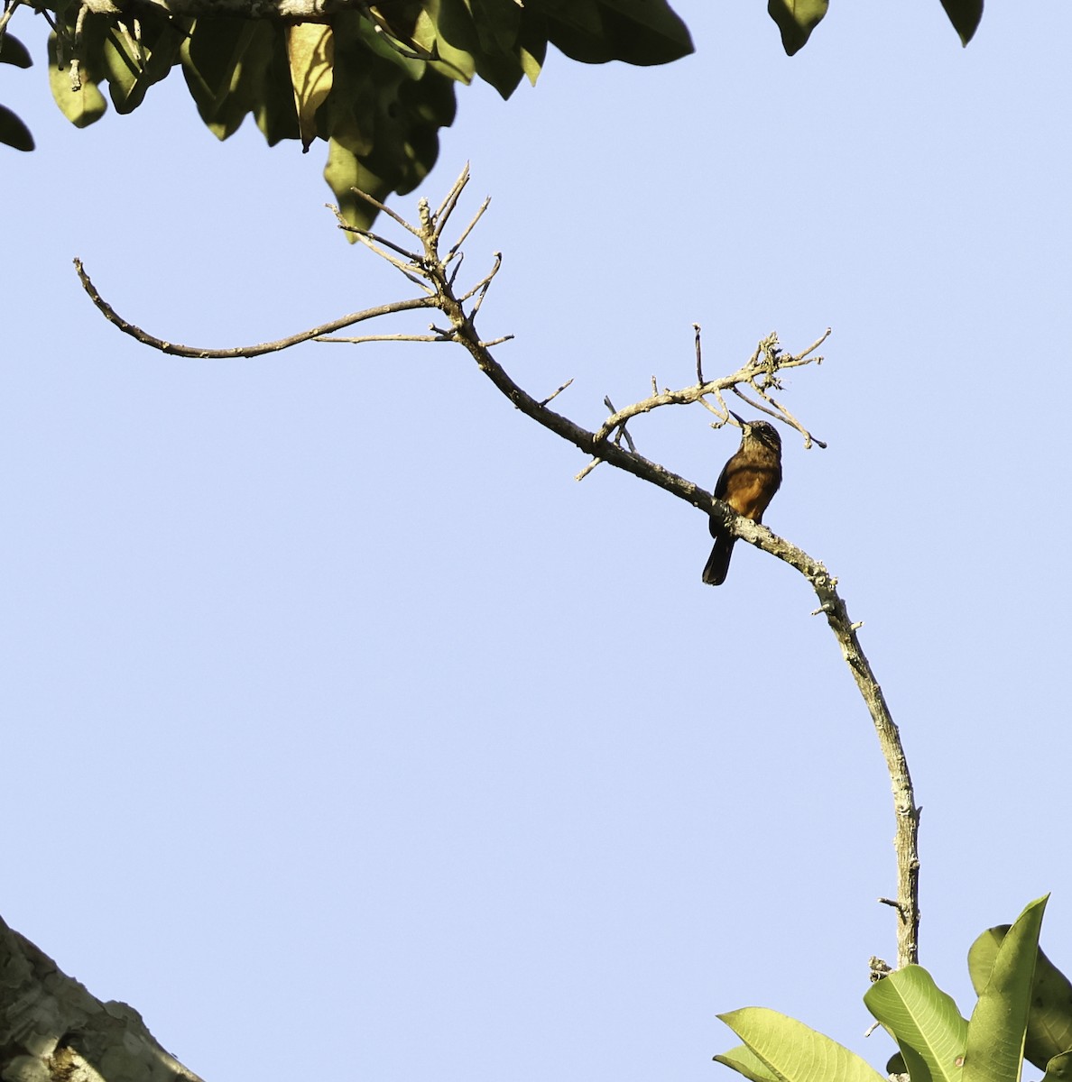 Brown Jacamar - Bill Hubick