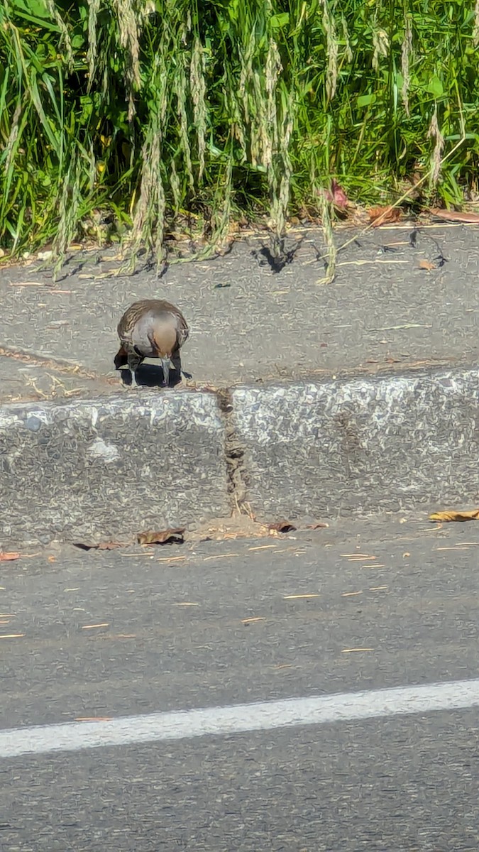 Northern Flicker - ML620642573