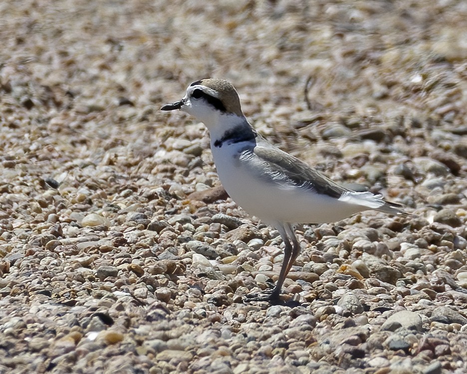 Snowy Plover - ML620642575