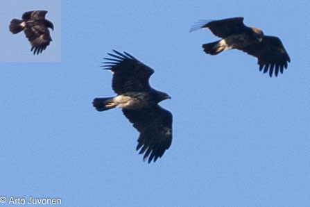 Greater Spotted Eagle - ML620642576