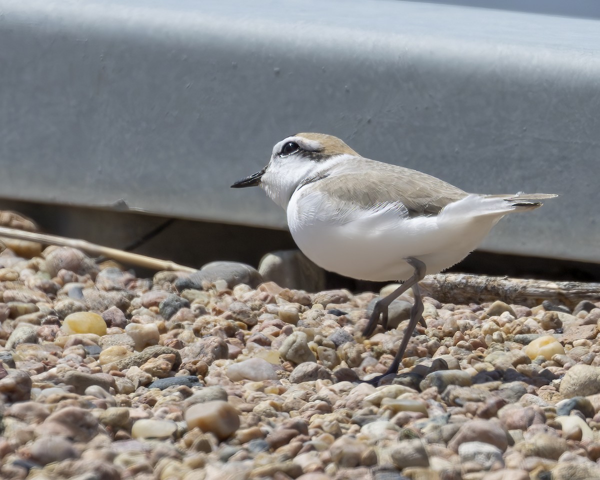 Snowy Plover - ML620642577