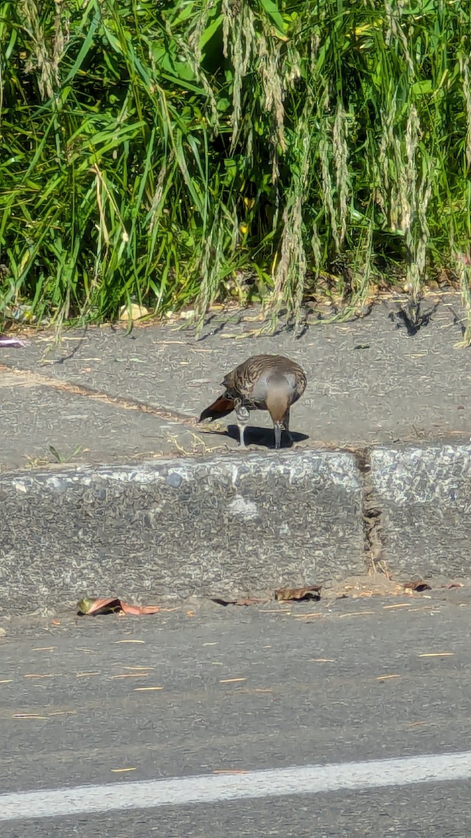 Northern Flicker - ML620642578