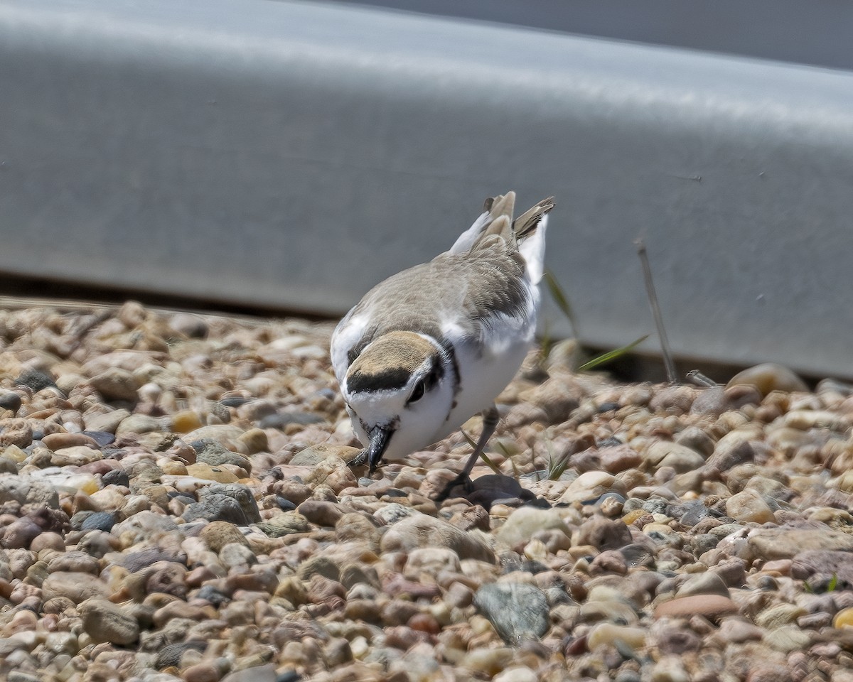 Snowy Plover - ML620642579