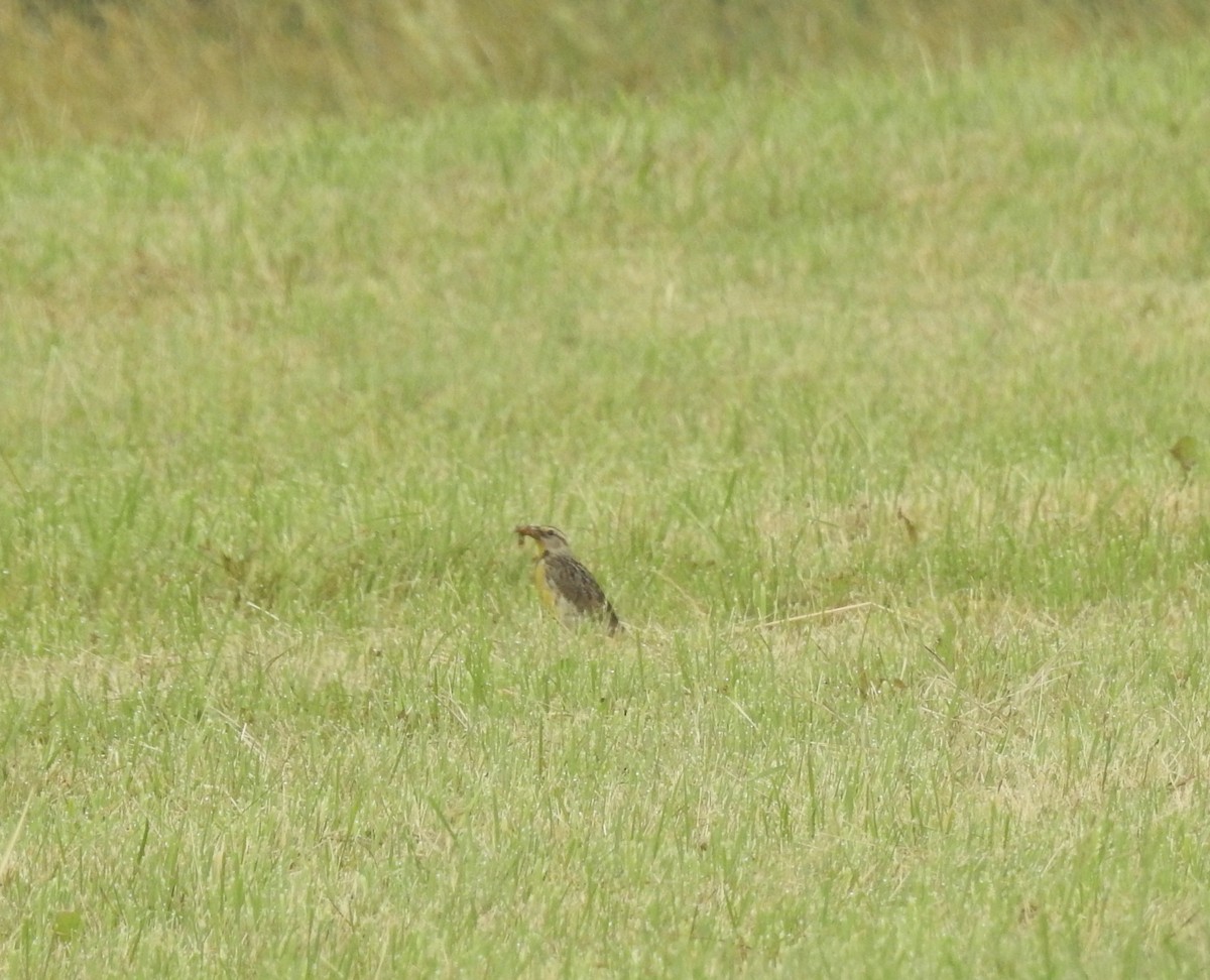 Eastern Meadowlark - ML620642588