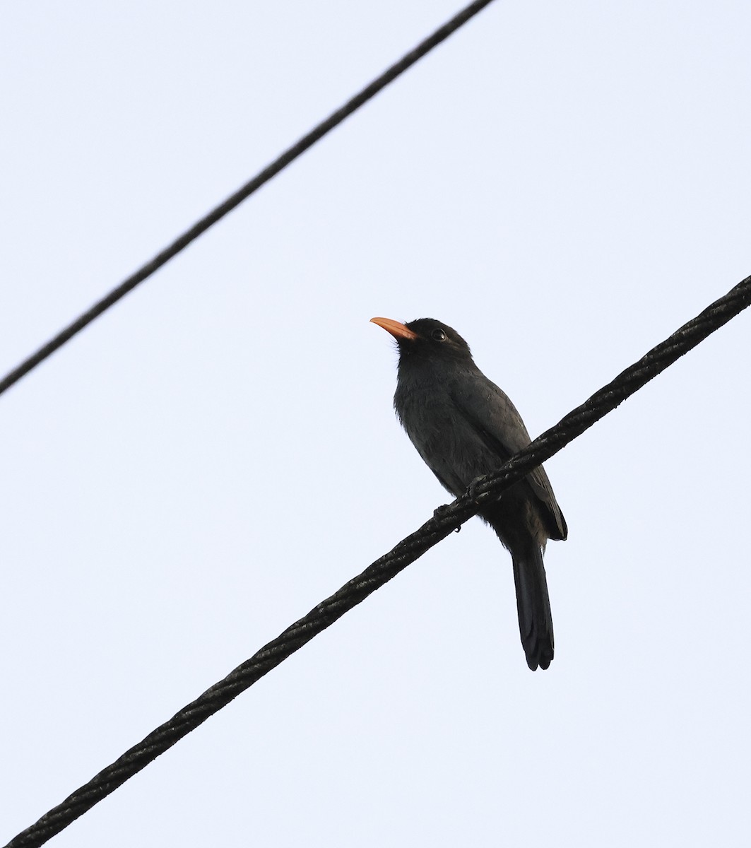 Black-fronted Nunbird - ML620642589