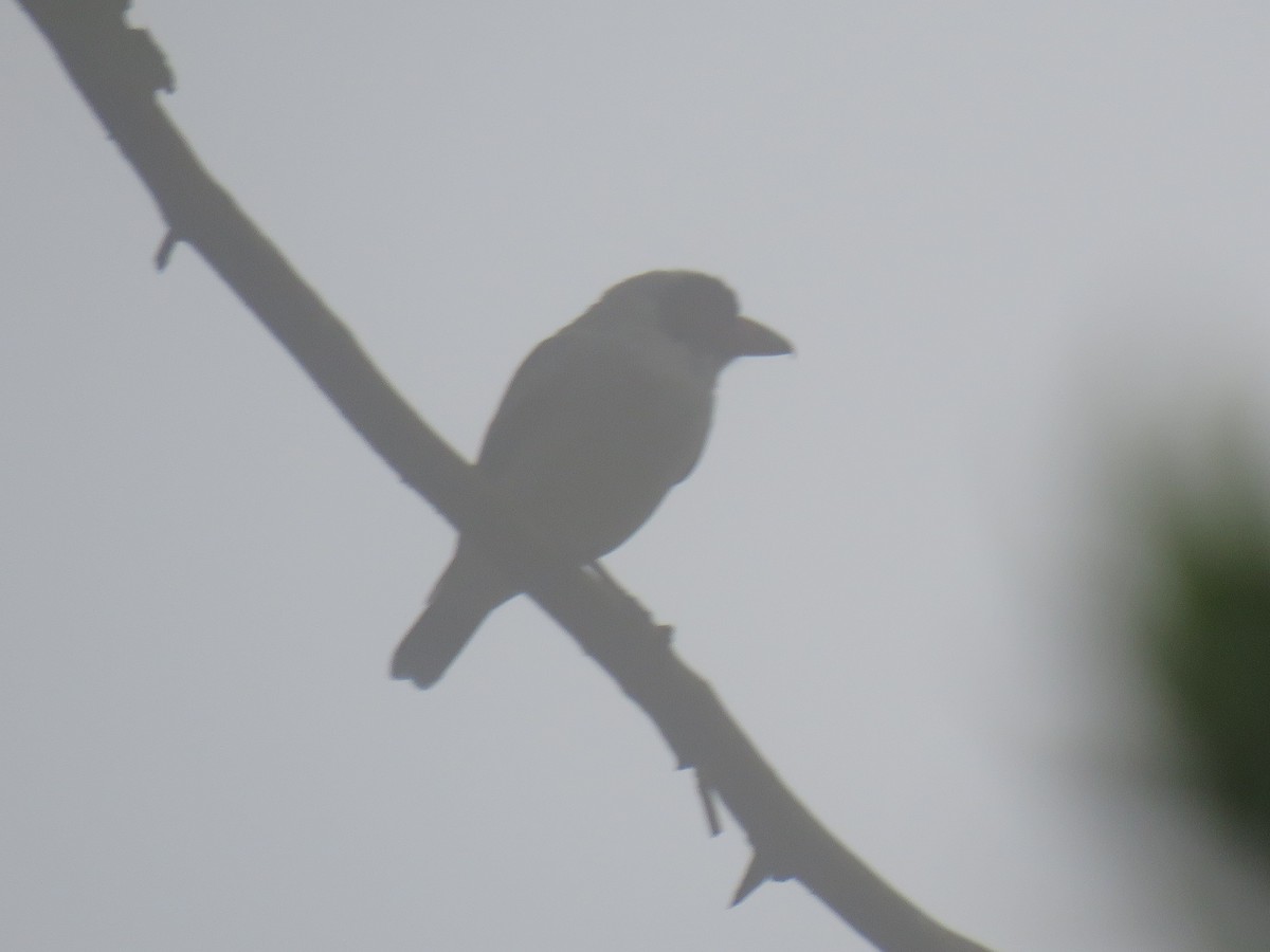 Black-faced Tanager - Ron Batie