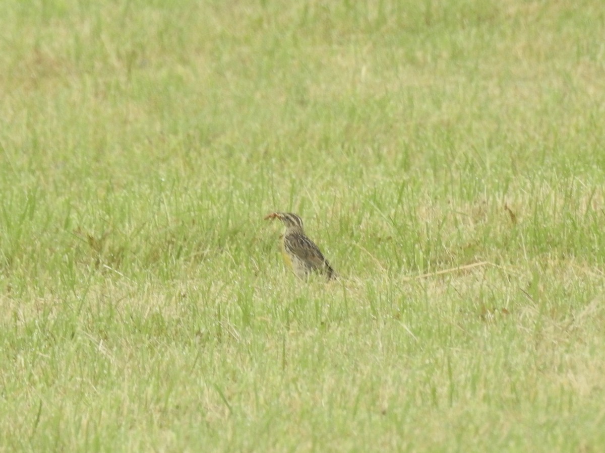 Eastern Meadowlark - ML620642591