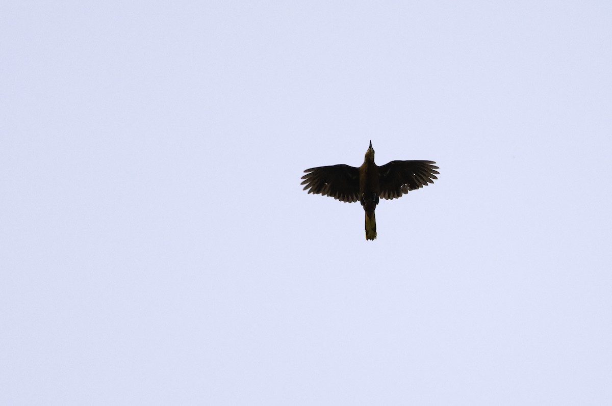 Russet-backed Oropendola (Russet-backed) - ML620642593