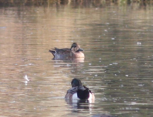 Baikal Teal - ML620642598