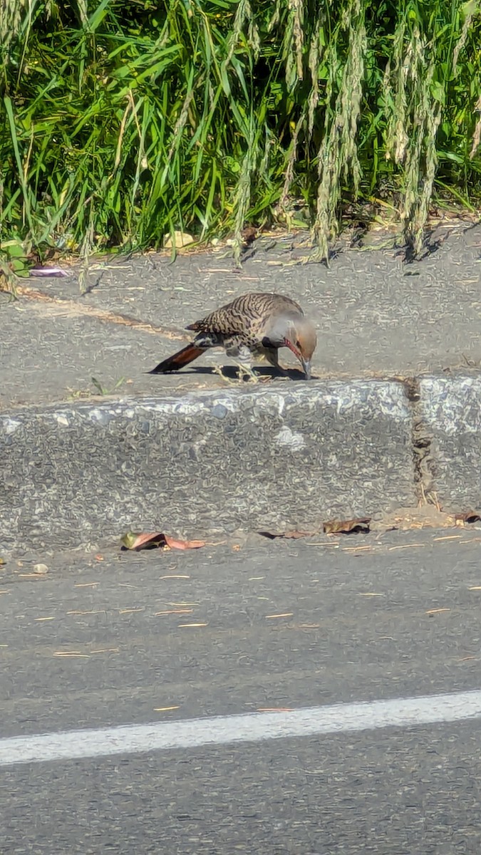 Northern Flicker - ML620642600