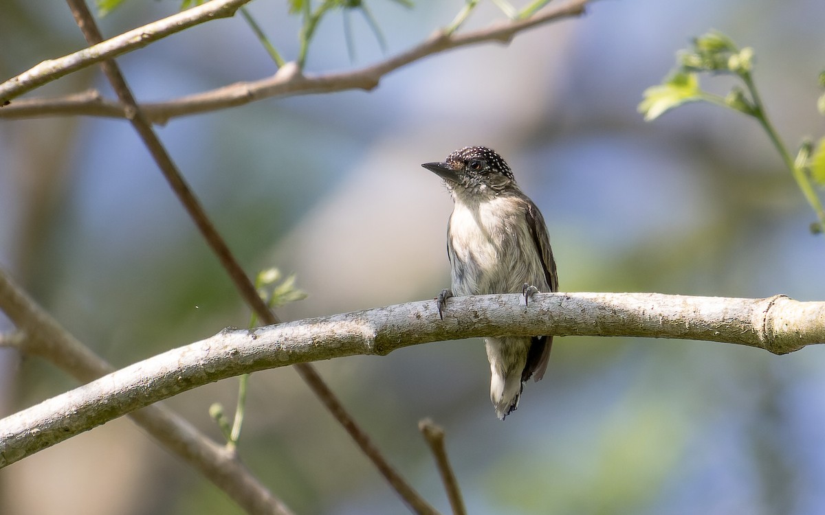 Grayish Piculet - ML620642601