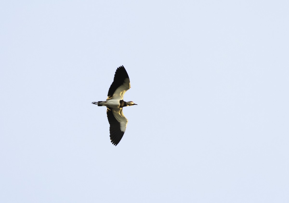 Southern Lapwing (cayennensis) - ML620642602