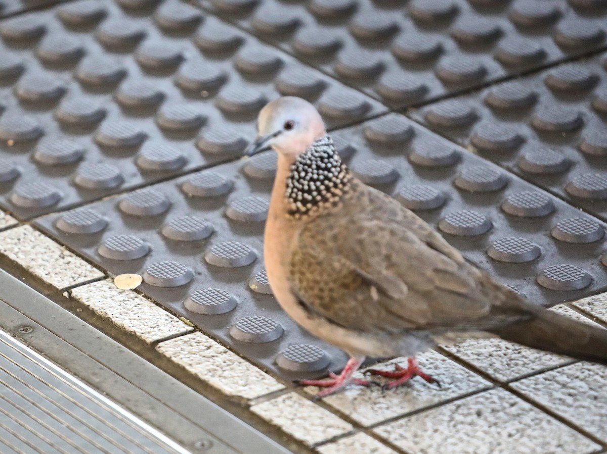 Spotted Dove - ML620642608