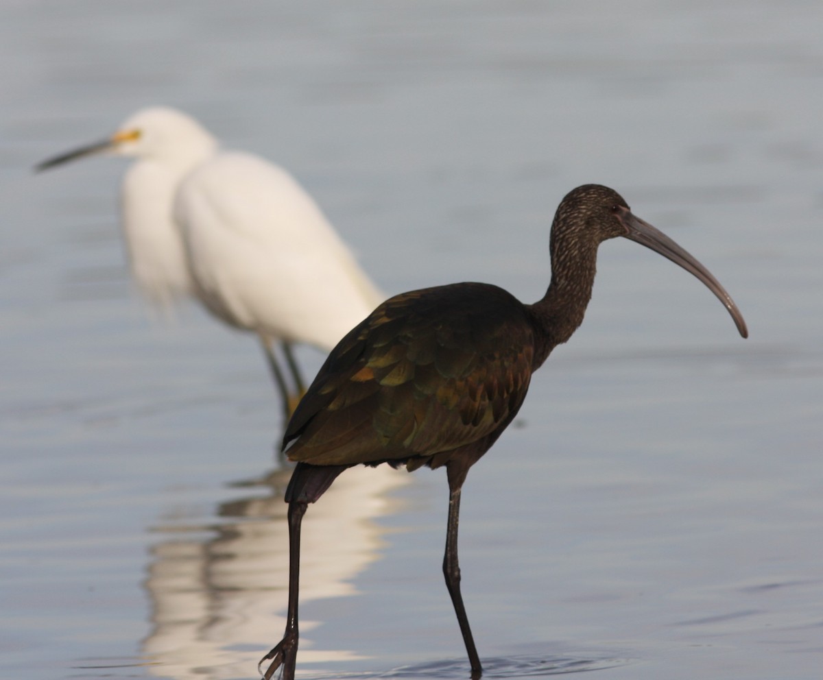 Ibis à face blanche - ML620642609