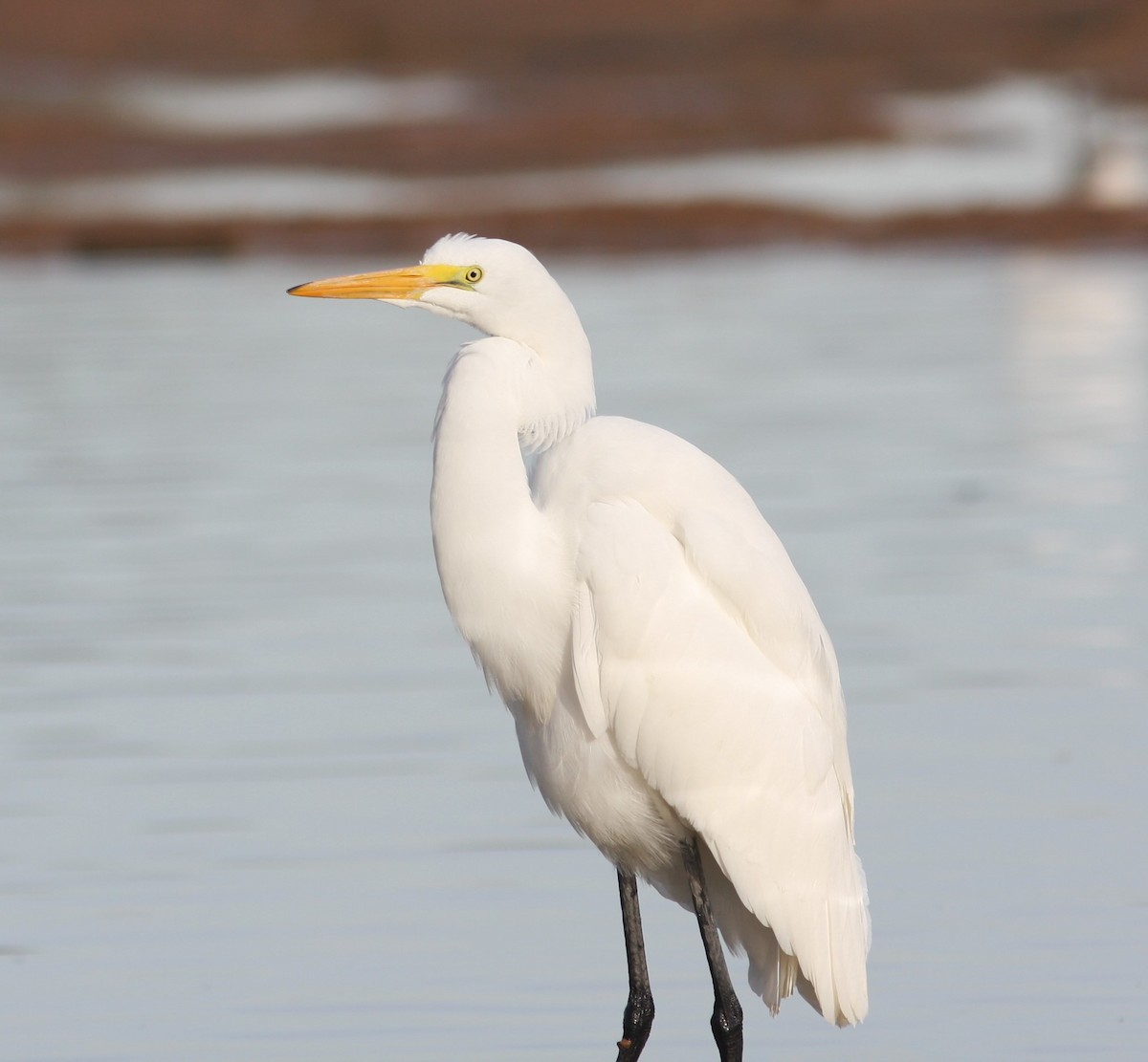 Great Egret - ML620642612