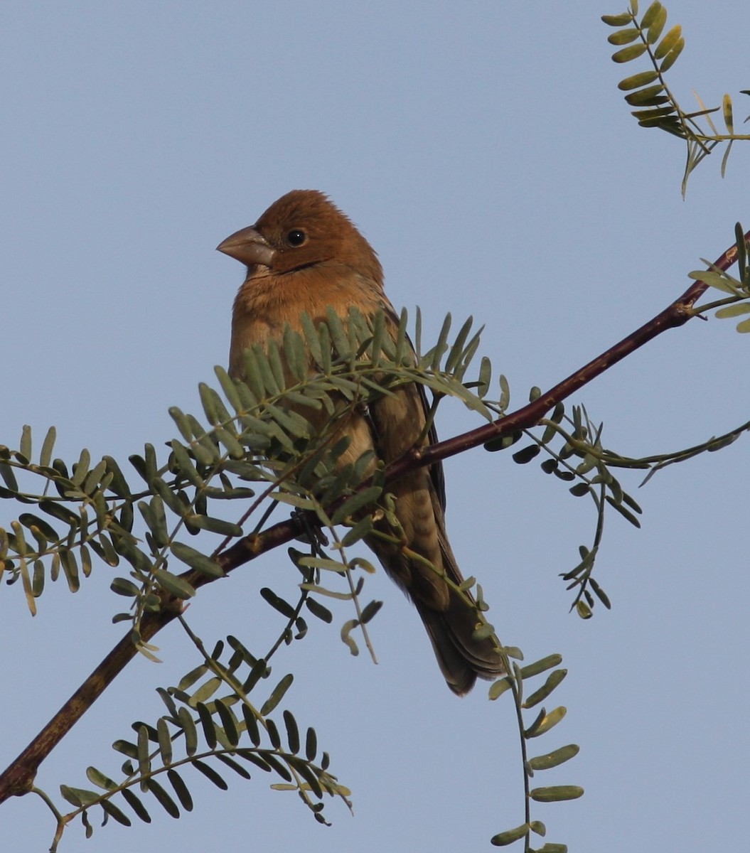 Blue Grosbeak - ML620642624