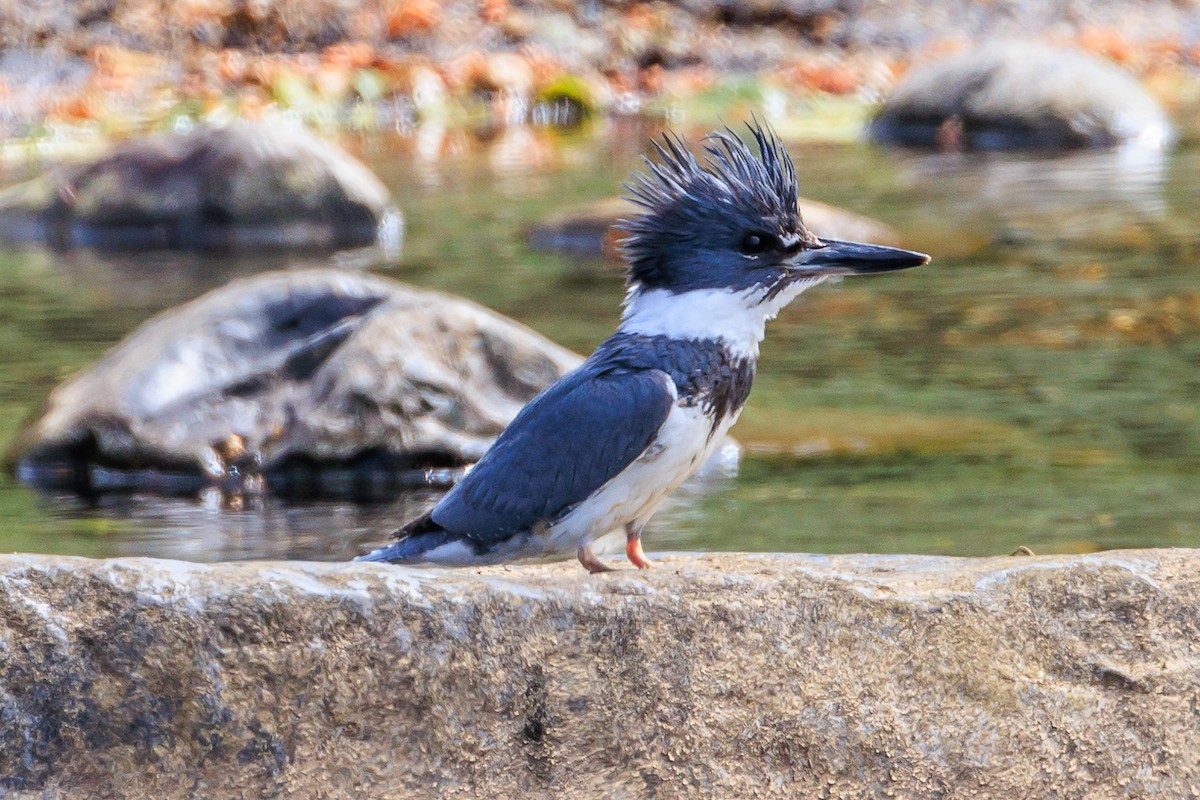 Belted Kingfisher - ML620642625