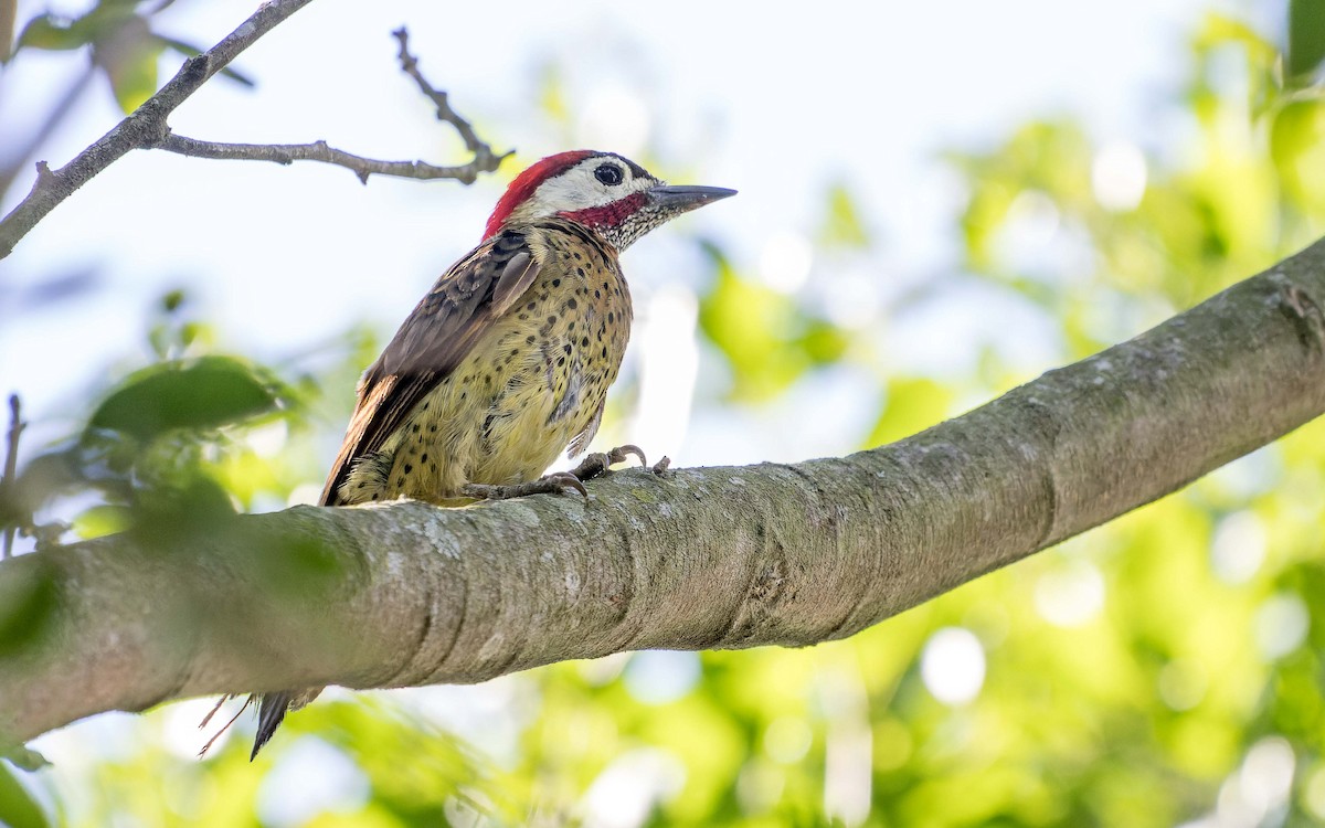 Spot-breasted Woodpecker - ML620642626