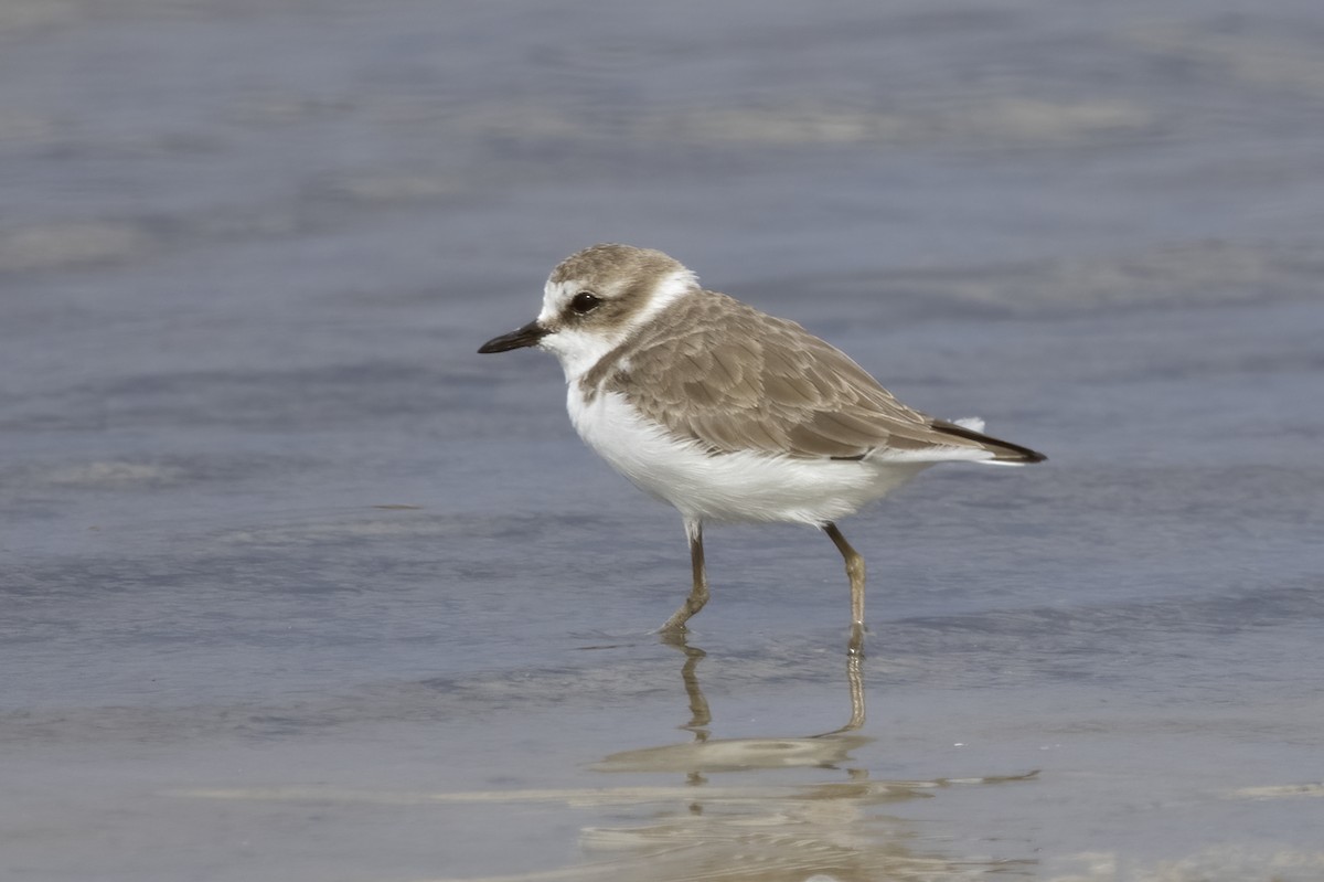 Kentish Plover - ML620642627