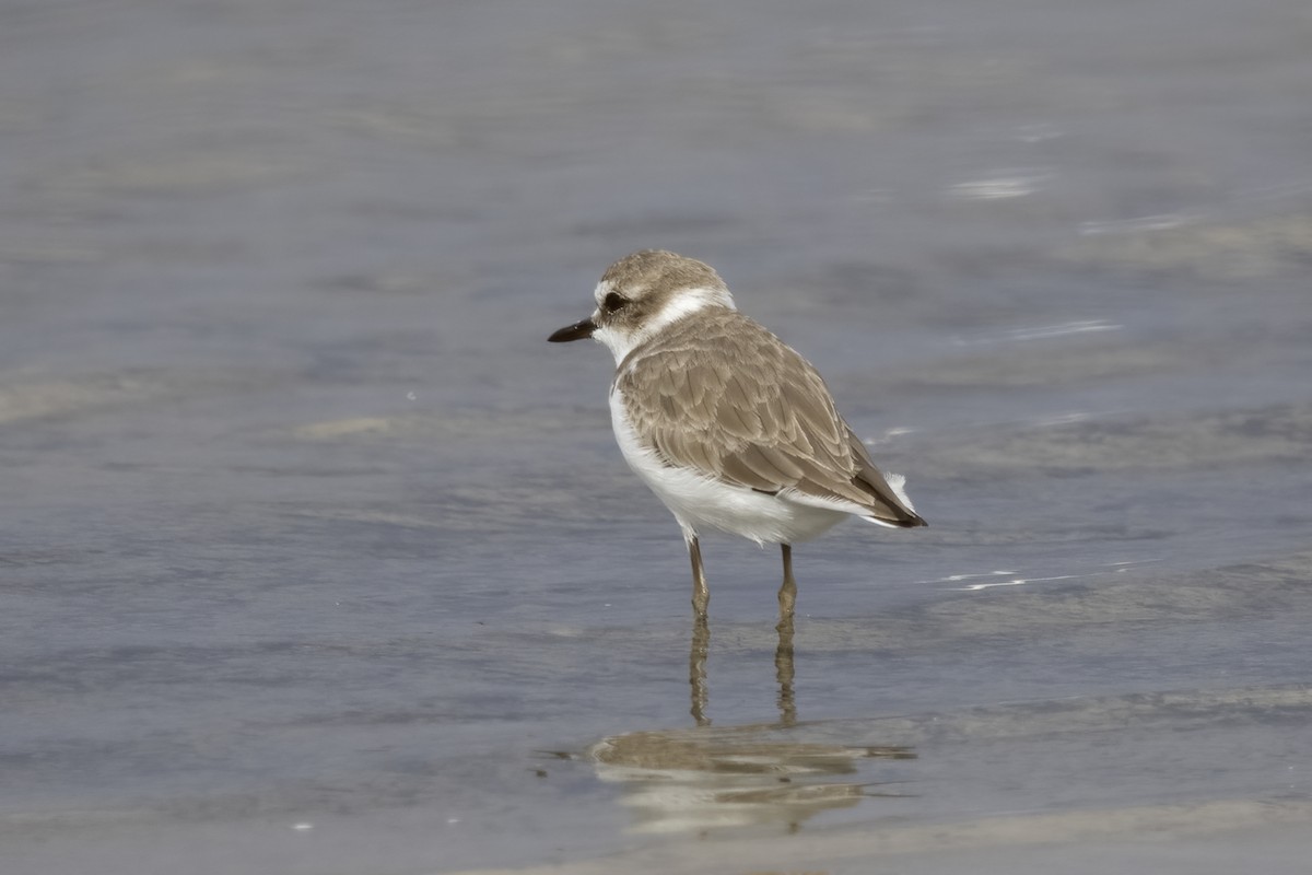 Kentish Plover - ML620642628