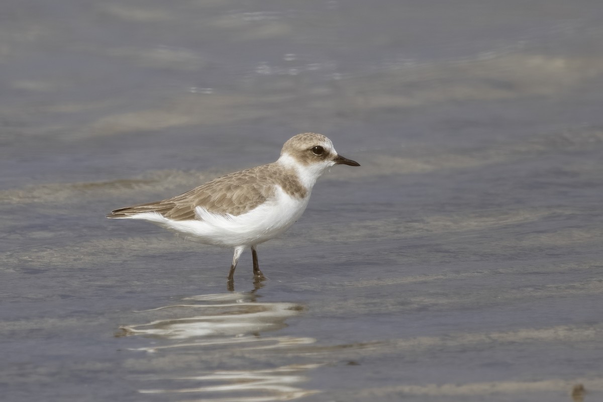 Kentish Plover - ML620642629