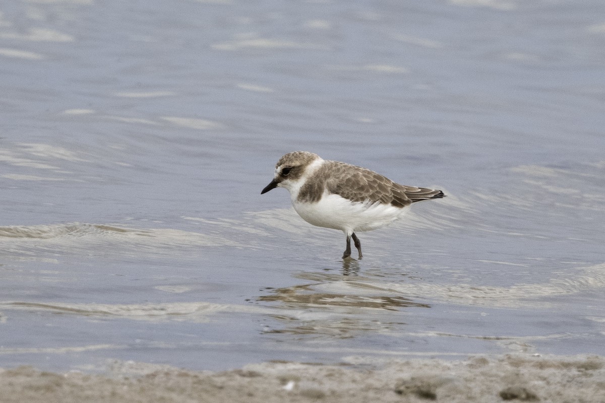 Kentish Plover - ML620642630