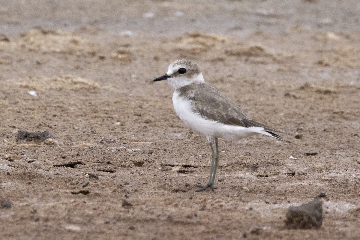 Kentish Plover - ML620642631