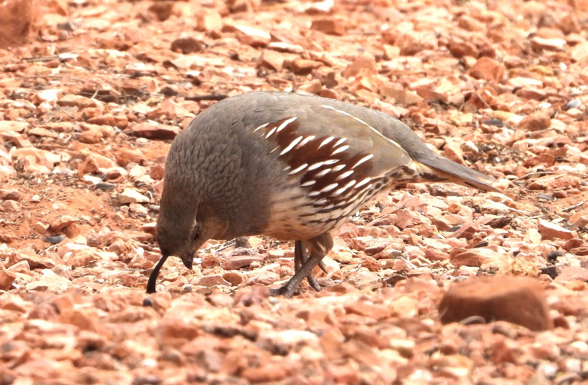 Gambel's Quail - ML620642634