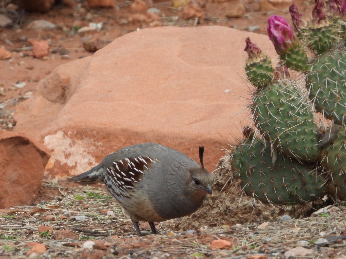 Gambel's Quail - ML620642636