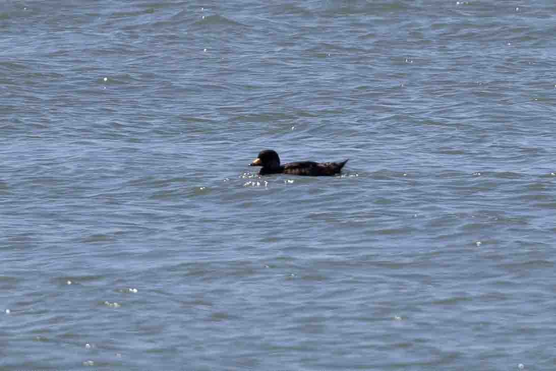 Black Scoter - ML620642642