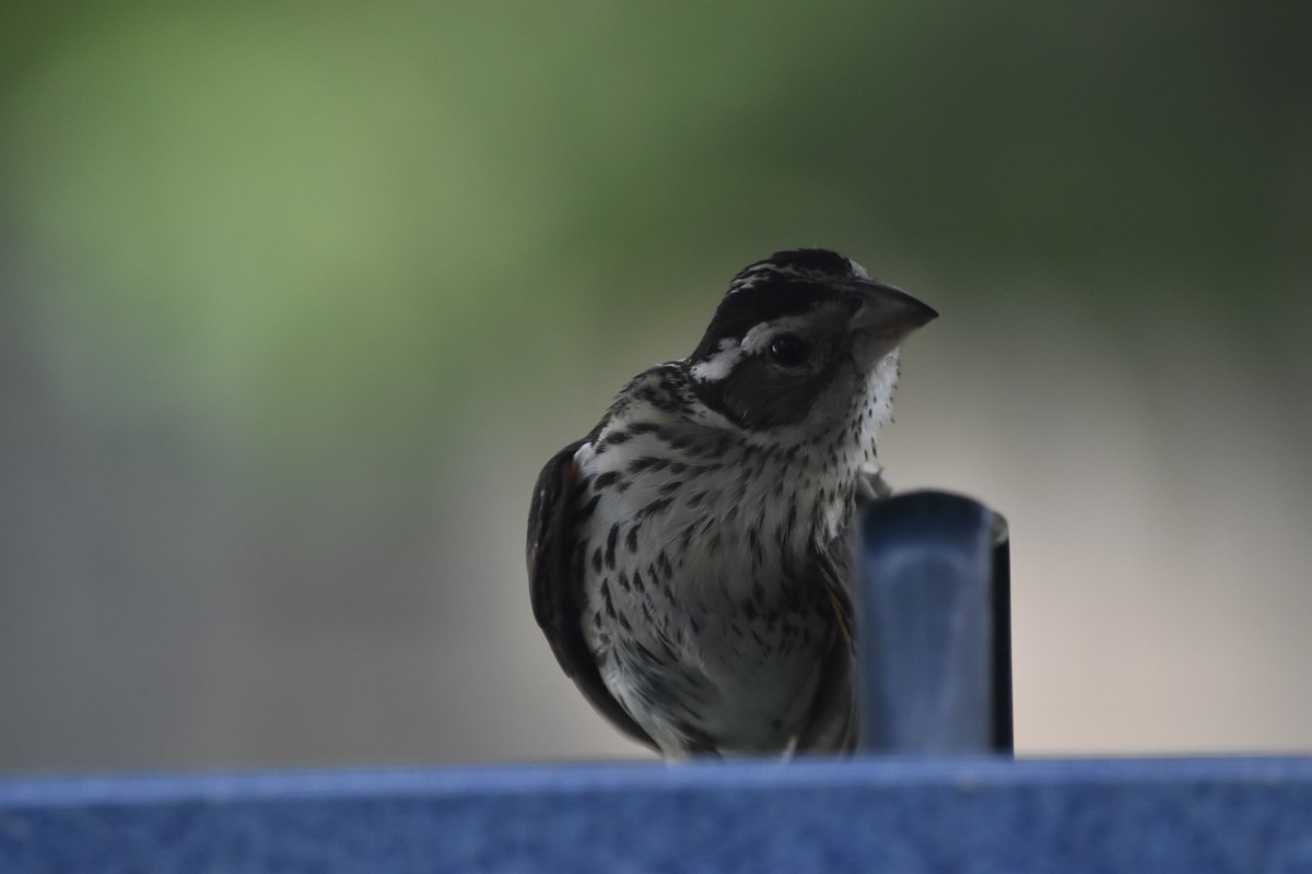 Rose-breasted Grosbeak - Tim Wing