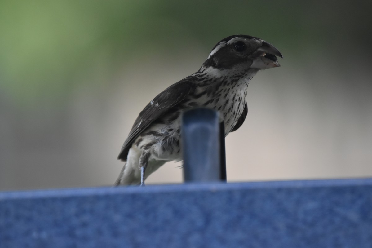 Rose-breasted Grosbeak - ML620642646