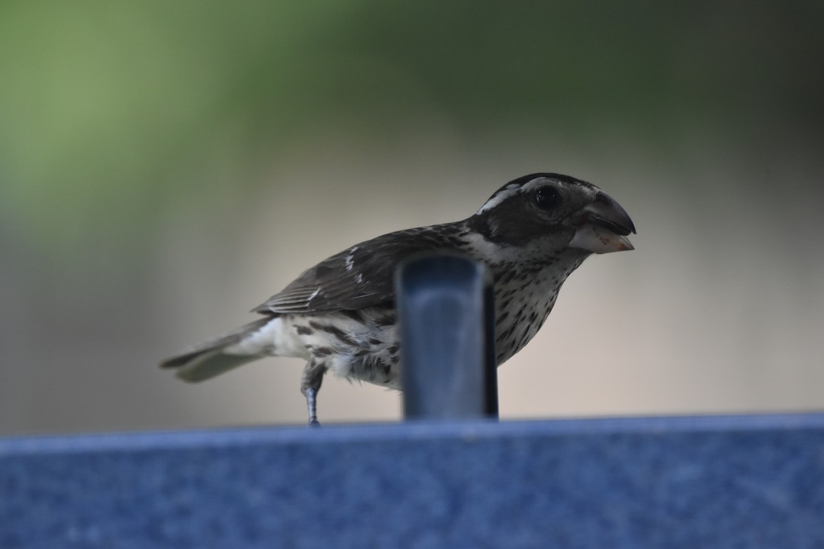 Rose-breasted Grosbeak - ML620642647