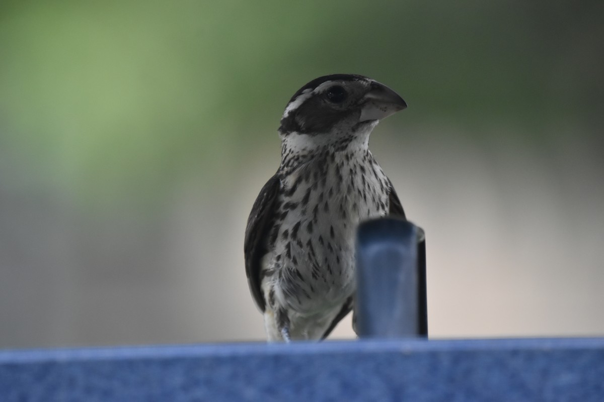 Rose-breasted Grosbeak - ML620642648