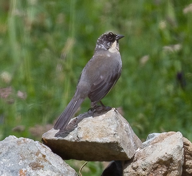 Rusty-bellied Brushfinch - ML620642650