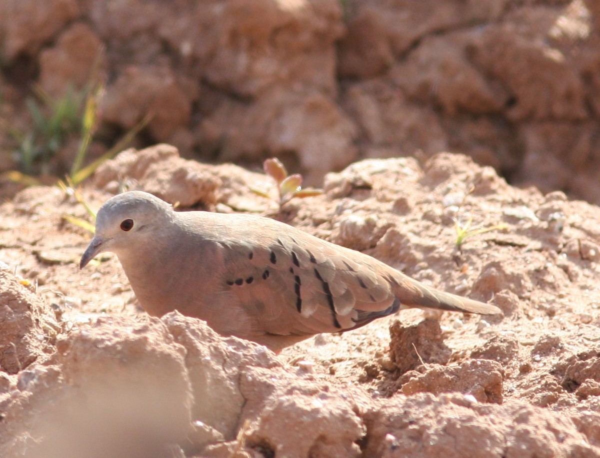 Ruddy Ground Dove - ML620642651