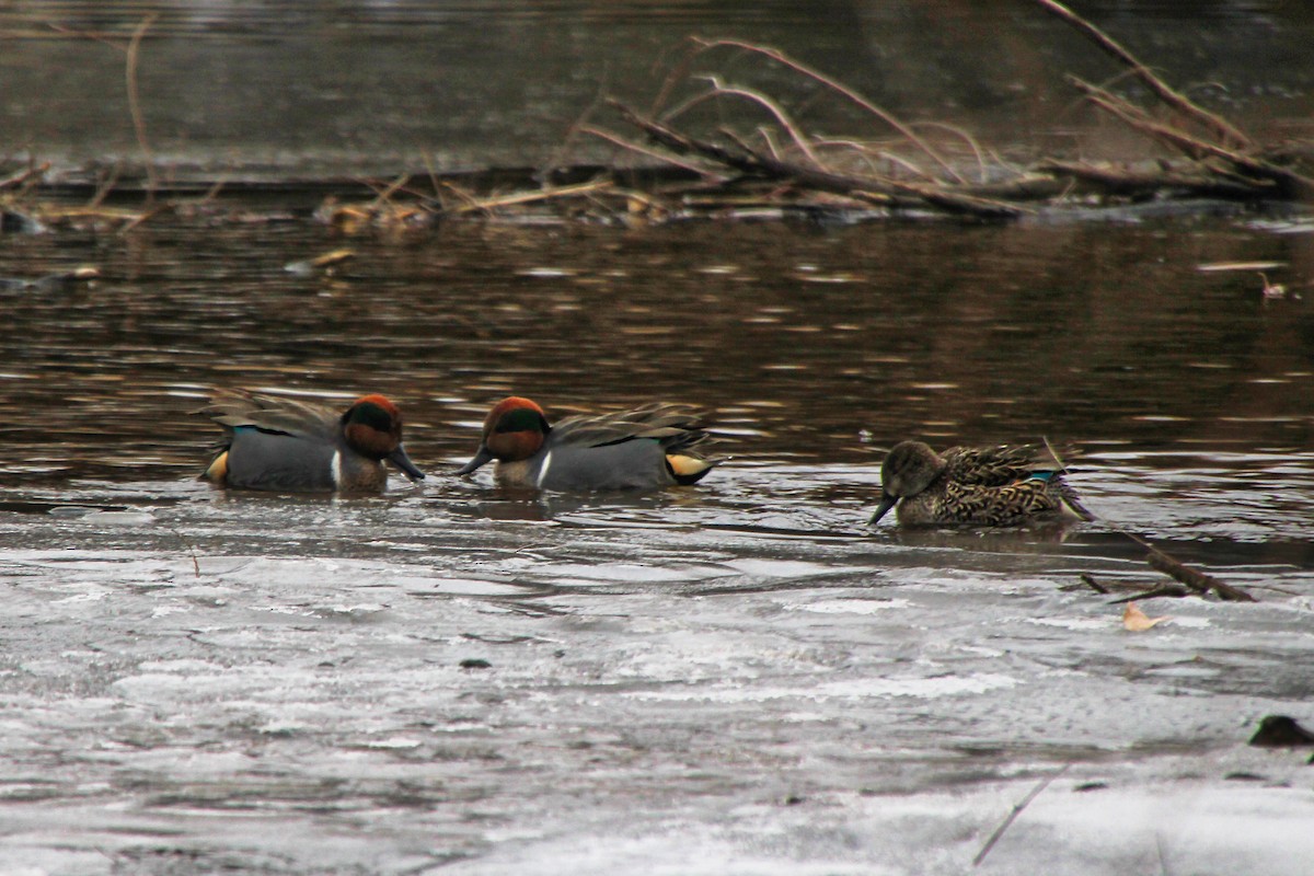 Green-winged Teal - ML620642652