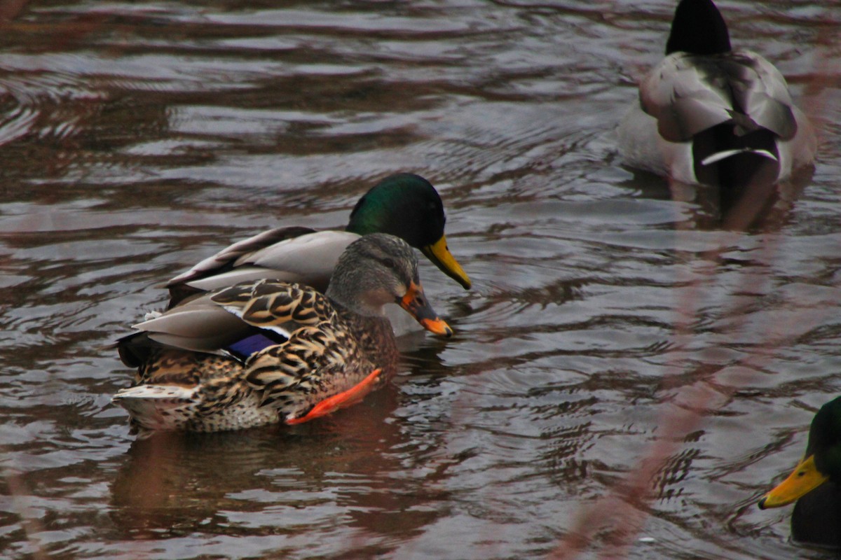 Mallard - Aspen Shih